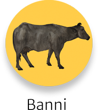 Banni