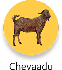 Chevaadu