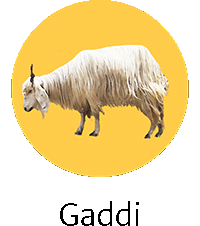 Gaddi