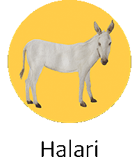 Halari