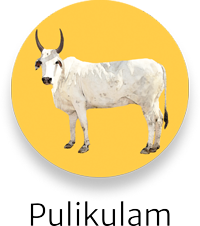 Pulikulam
