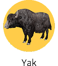 Yak