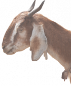 goat-bell_edit02 1
